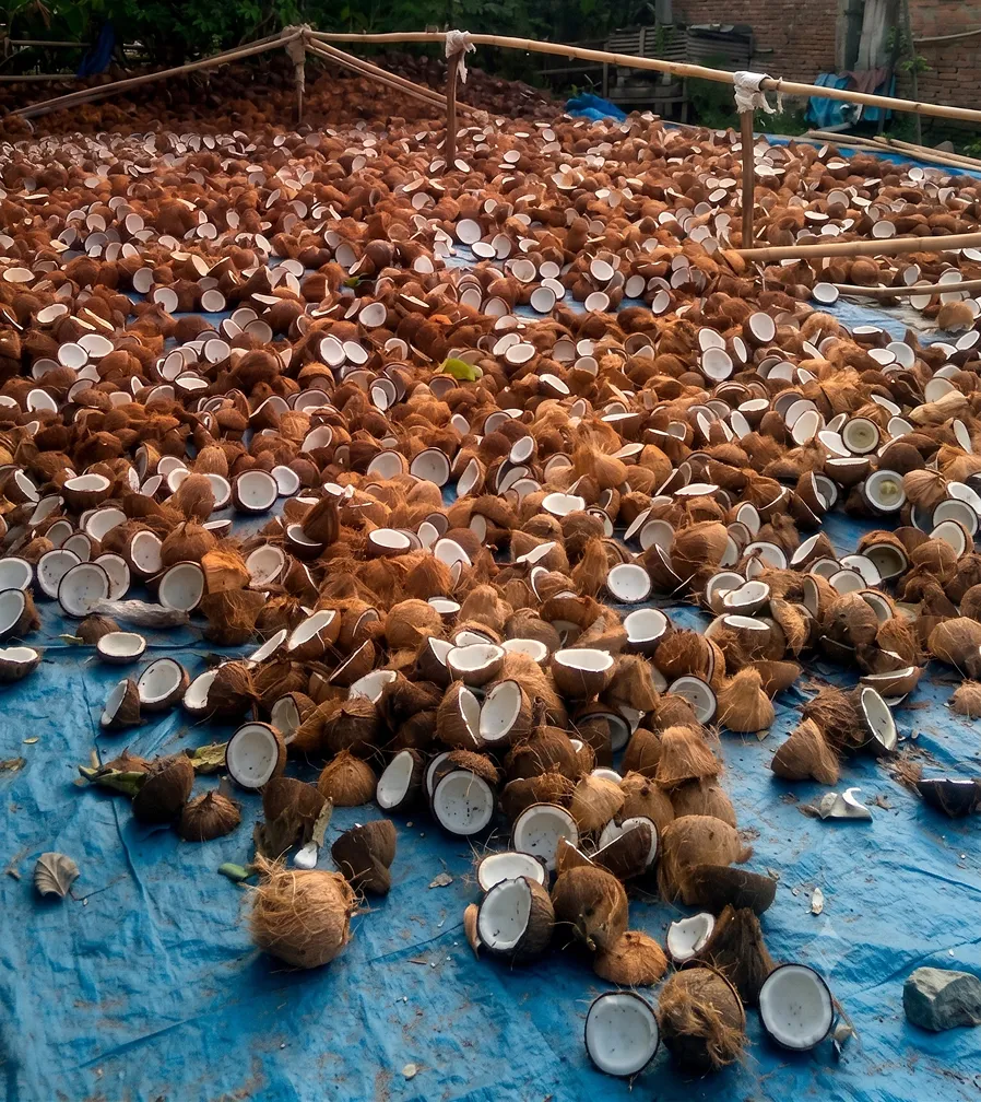Mature coconuts at harvest